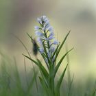 cephalanthera longifolia