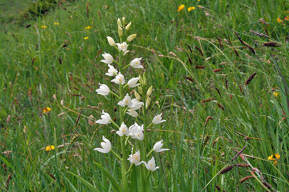 Cephalanthera longifolia - Schwertblättriges Waldvöglein am 29.5. in Oberbayern