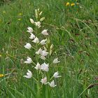 Cephalanthera longifolia - Schwertblättriges Waldvöglein am 29.5. in Oberbayern