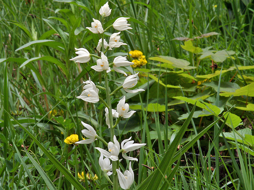 Cephalanthera longifolia - Schwertblättriges Waldvöglein eine seltene Orchidee