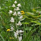 Cephalanthera longifolia - Schwertblättriges Waldvöglein eine seltene Orchidee