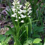 Cephalanthera longifolia - Schwertblättriges Waldvöglein, eine wunderschöne Orchidee