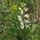 Cephalanthera longifolia - Schwertblättriges Waldvöglein im Biotop gezeigt...