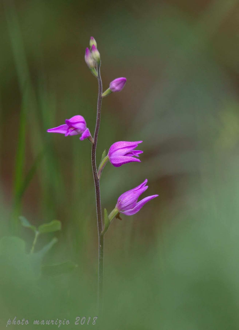 cephalanthera rubra