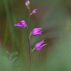 cephalanthera rubra