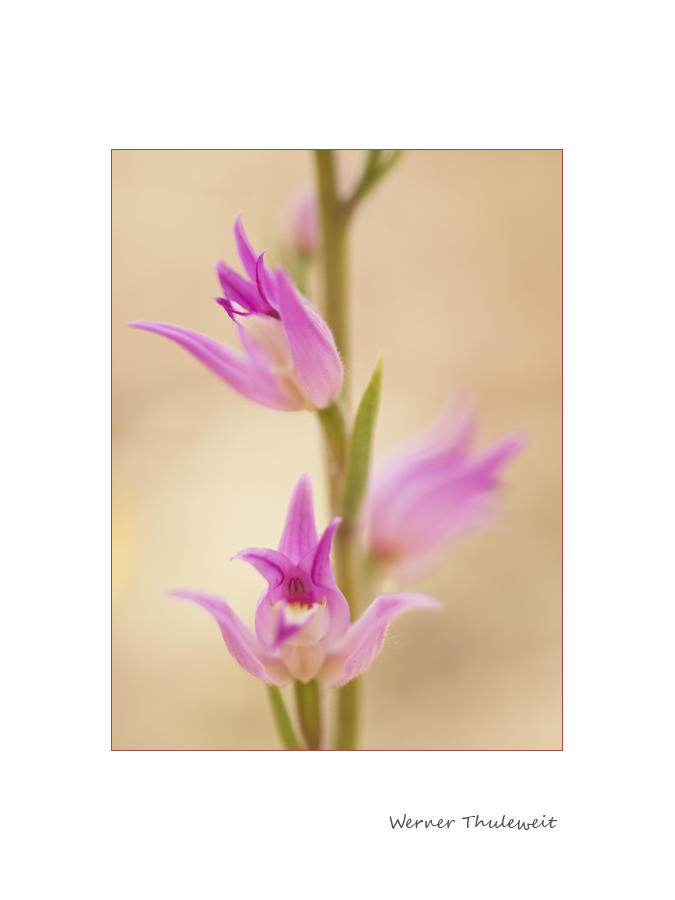 Cephalanthera rubra