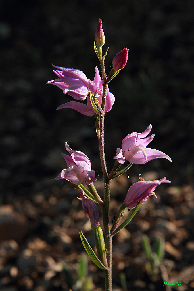 Cephalanthera rubra.