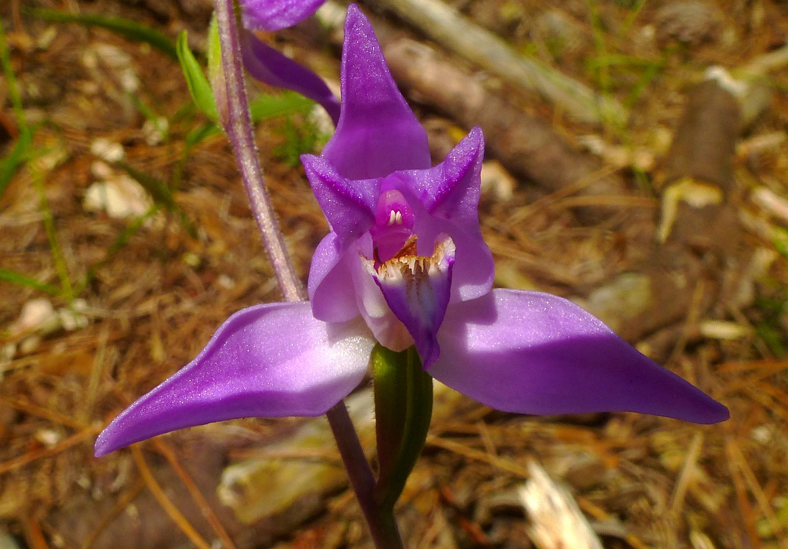 cephalanthera rubra