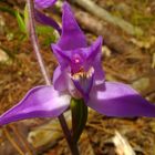 cephalanthera rubra