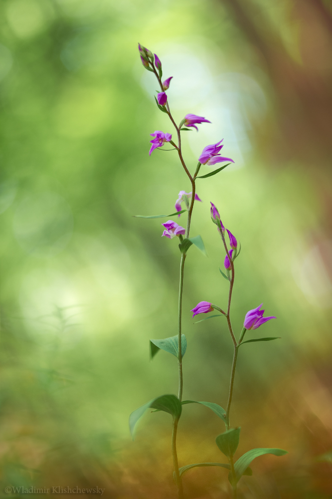 Cephalanthera rubra