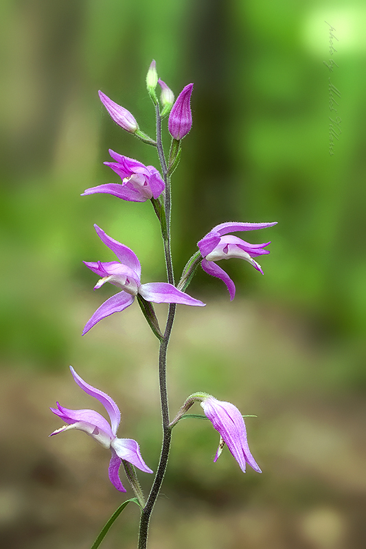 Cephalanthera rubra