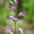 Cephalanthera rubra