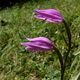 Cephalanthera rubra (Rood Bosvogeltje) im Sweiss Graubunden