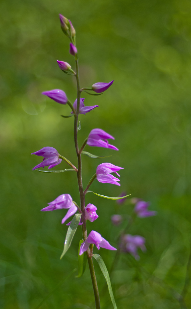 Cephalanthera rubra (Rotes Waldvögelein )