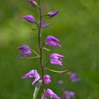 Cephalanthera rubra (Rotes Waldvögelein )