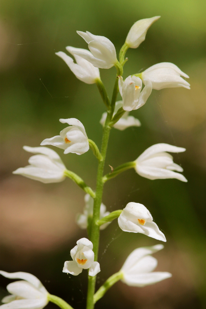 Céphalanthère blanche Trélissac