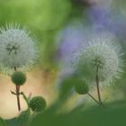 Cephalanthus.....