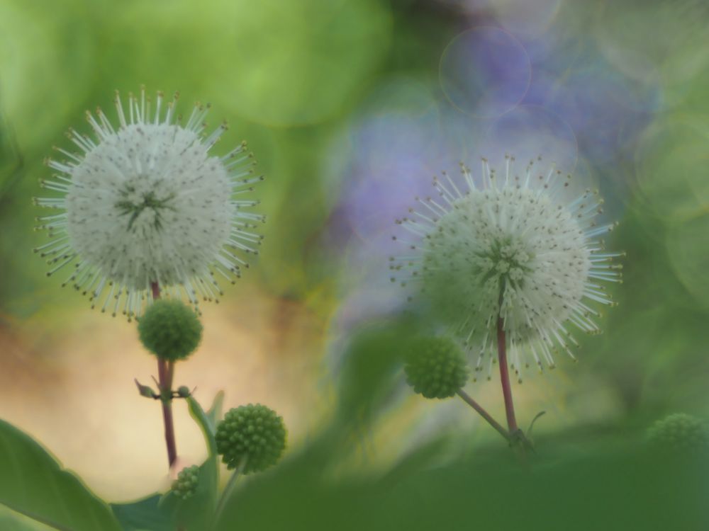 Cephalanthus.....