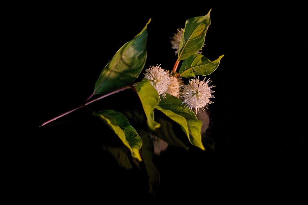 Cephalanthus occidentalis (Knopfstrauch)