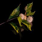 Cephalanthus occidentalis (Knopfstrauch)