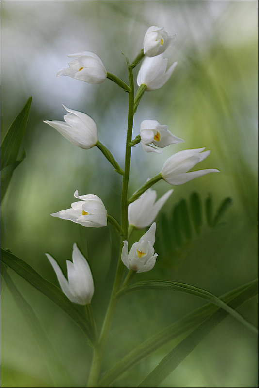 Cephalenthera longifolia 