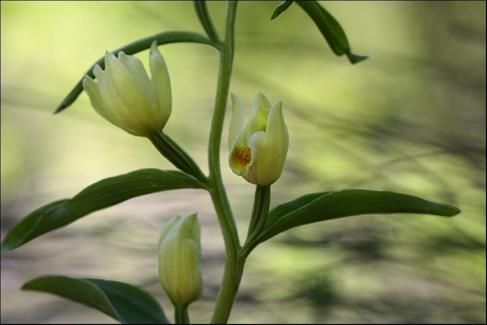 Céphalenthère de Damas 