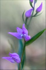 Céphalenthère rouge 