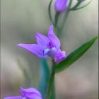 Céphalenthère rouge 