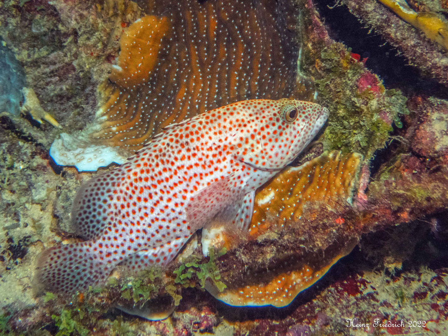 Cephalopholis cruentata Foto & Bild tiere, wildlife, fische Bilder