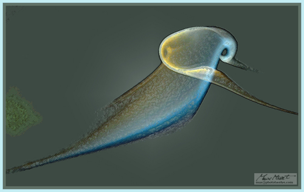 Cephalorhynchus Equinus