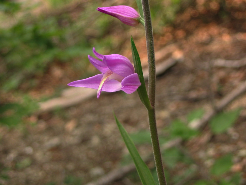 Cephanlanthera rubra