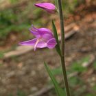 Cephanlanthera rubra