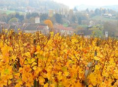 CEPS D OR AU PAYS DU VIN JAUNE