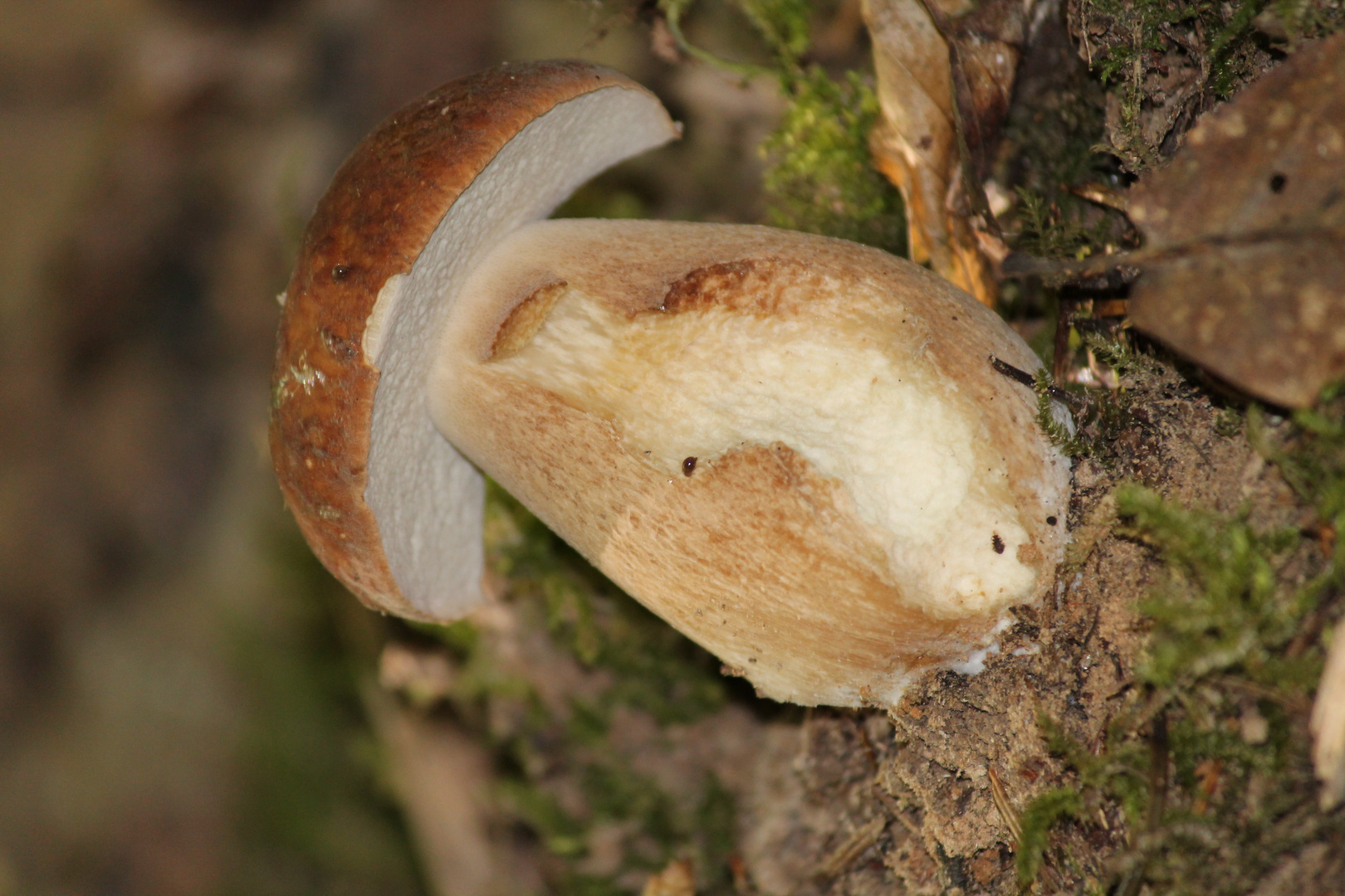 Ceps et trompettes .....mon autre passion après la photo !