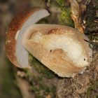 Ceps et trompettes .....mon autre passion après la photo !