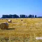 c'era una volta il grano..