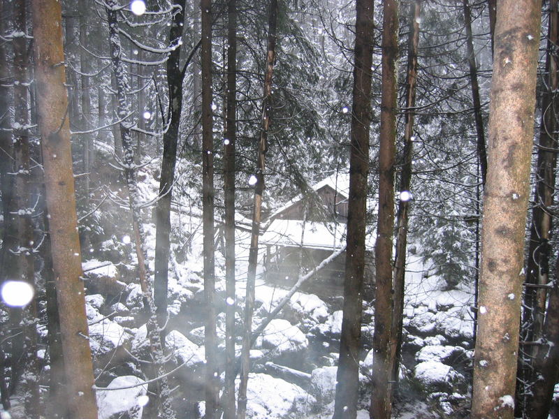 c'era una volta...in una foresta incantata...