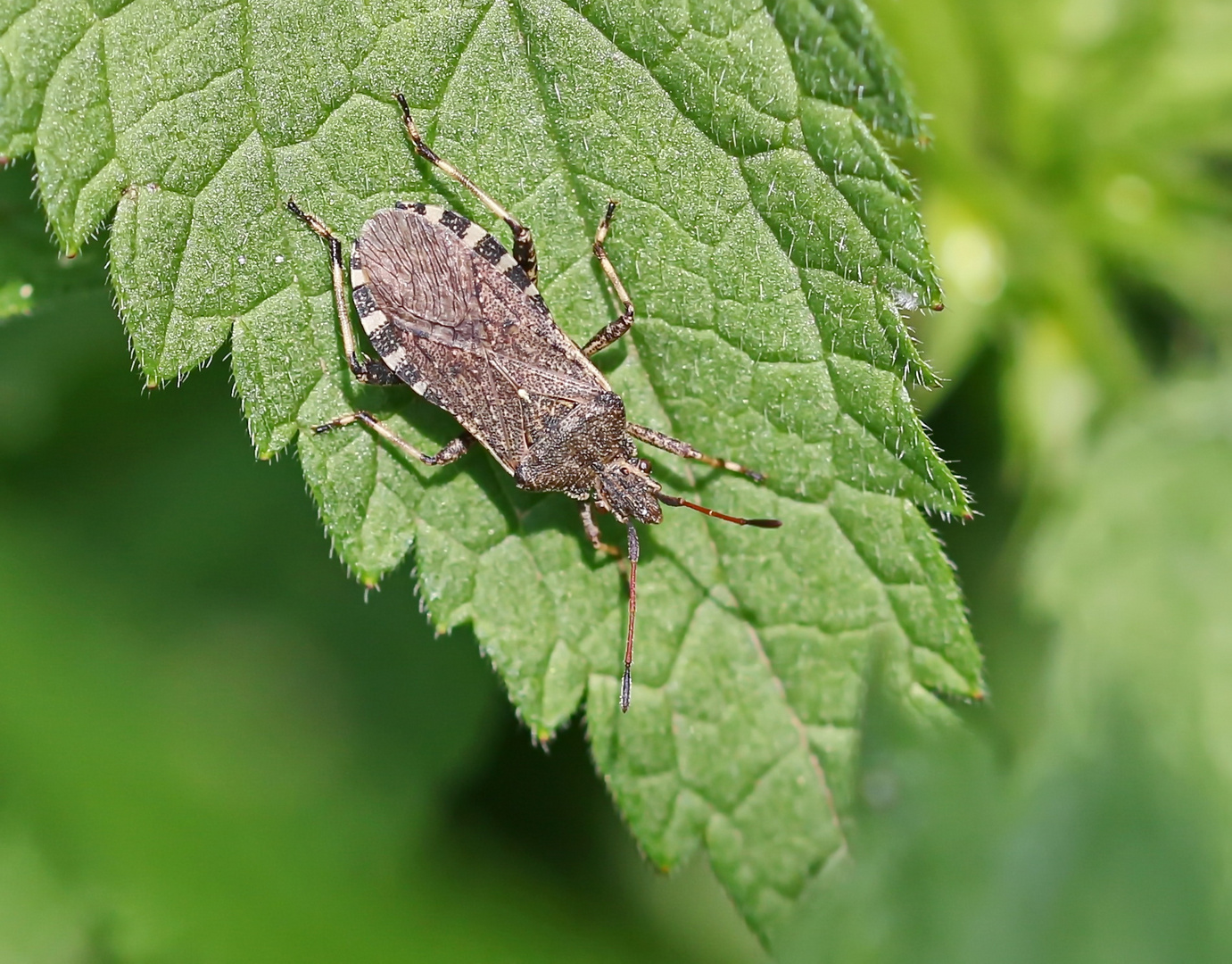 Ceraleptus gracilicornis