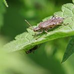 Ceraleptus gracilicornis