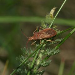 Ceraleptus lividus - eine Wanze ohne deutschen Namen