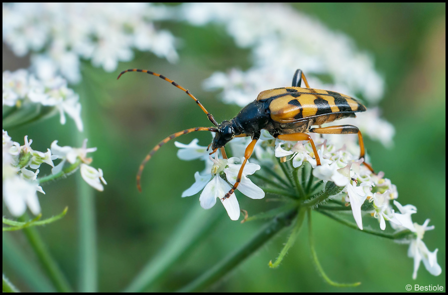 Cerambycidae