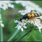 Cerambycidae