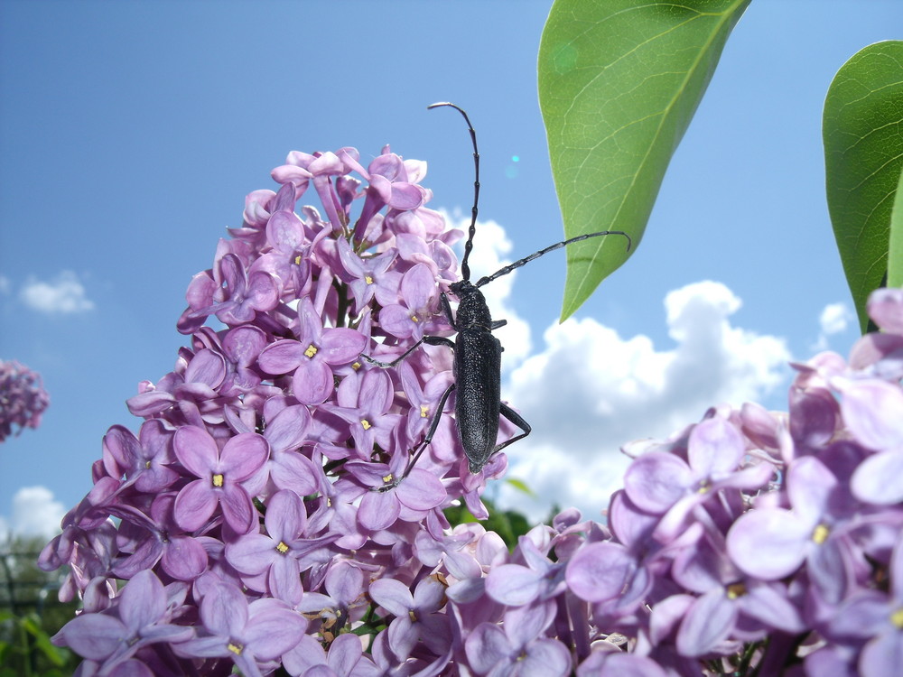 Cerambyx nodulosus Germ. (Cerambycidae)