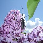 Cerambyx nodulosus Germ. (Cerambycidae)