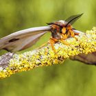 ...Ceranchia apollina ...