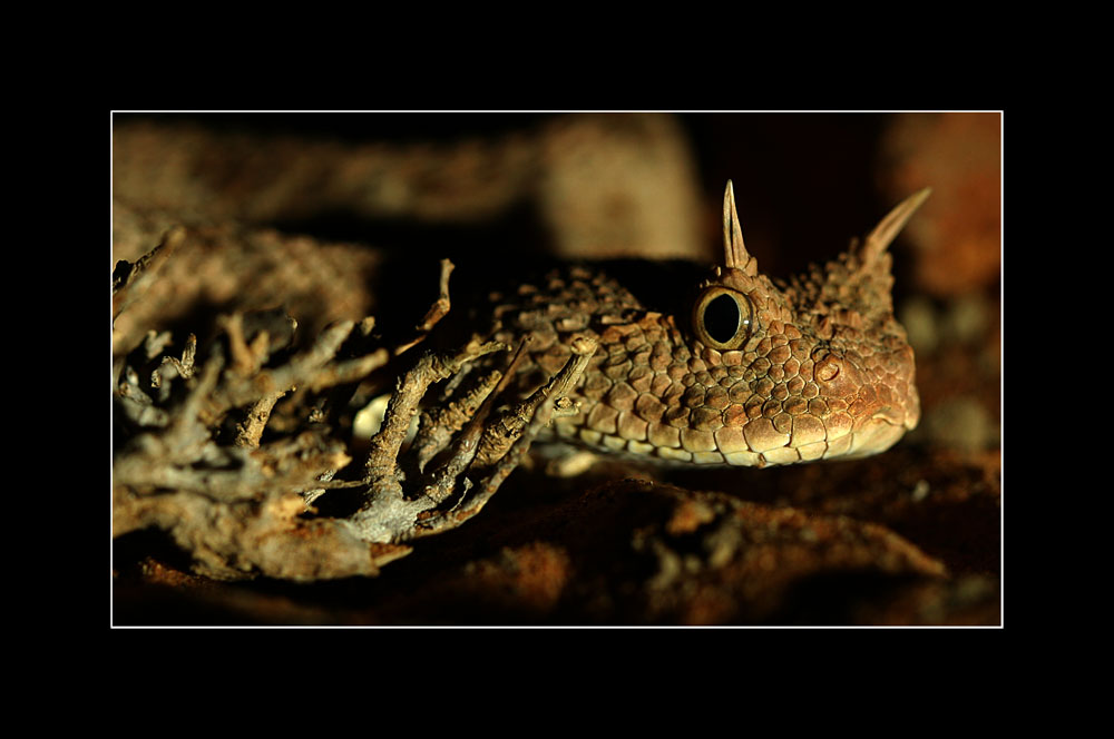 Cerastes cerastes (Hornviper)