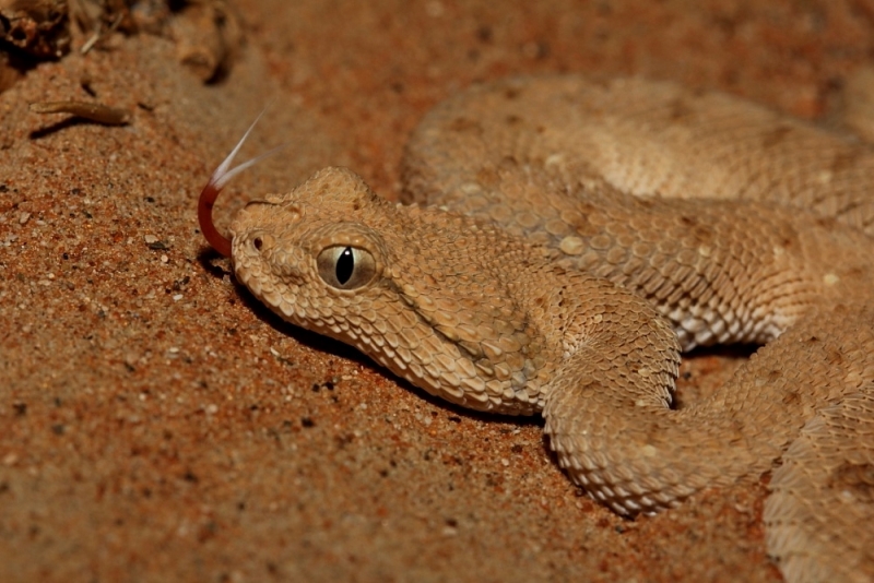 Cerastes gasperettii