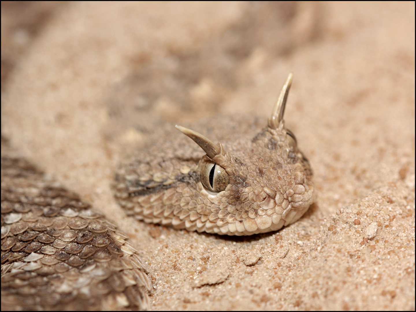 Cerastes gasperettii gasperettii