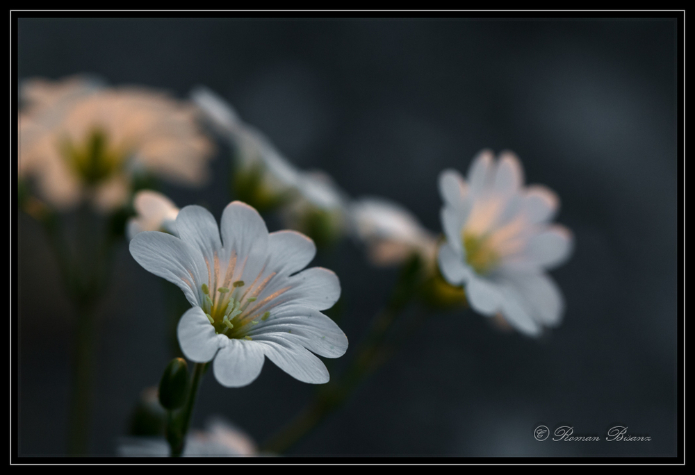 Cerastium Tomentosum