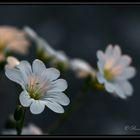 Cerastium Tomentosum